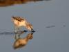 Avocette Elegante